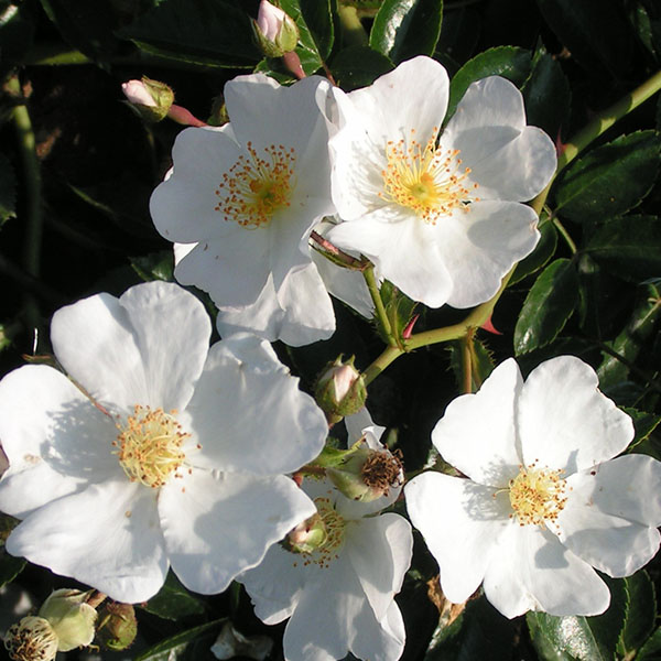 Rosa wichuriana - White Rambling Rose