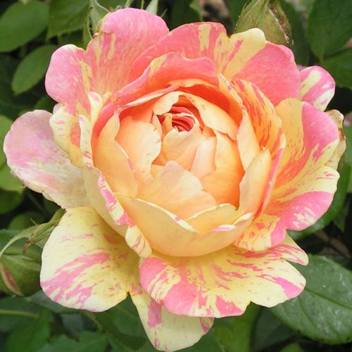 Rose des Cisterciens - Striped Delbard Rose