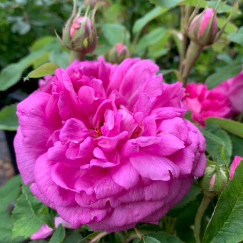 Rose du roi is a deep pink/purple damask rose.