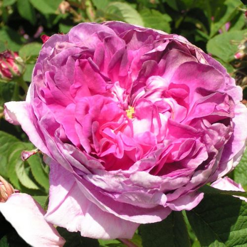 Rose du Maitre d'Ecole - Gallica Rose