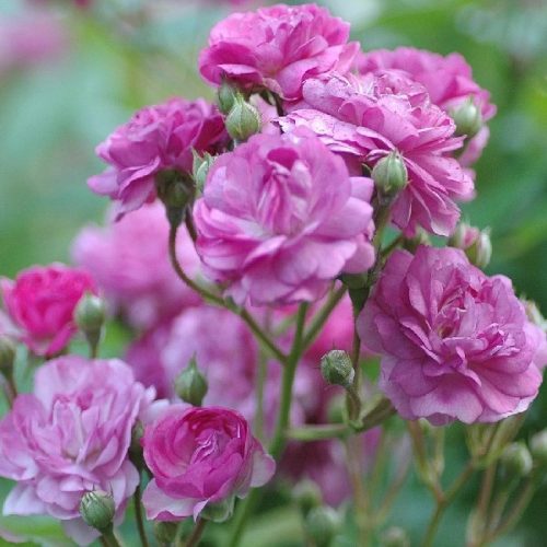Rosemarie Viad is a purple Rambling Rose.