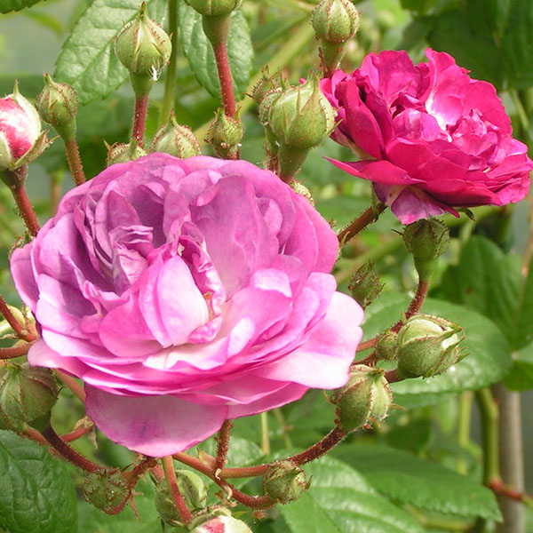 Rosemarie Viaud - Purple Rambling Rose