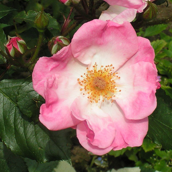 Rosy Cushion - Pink Shrub Rose