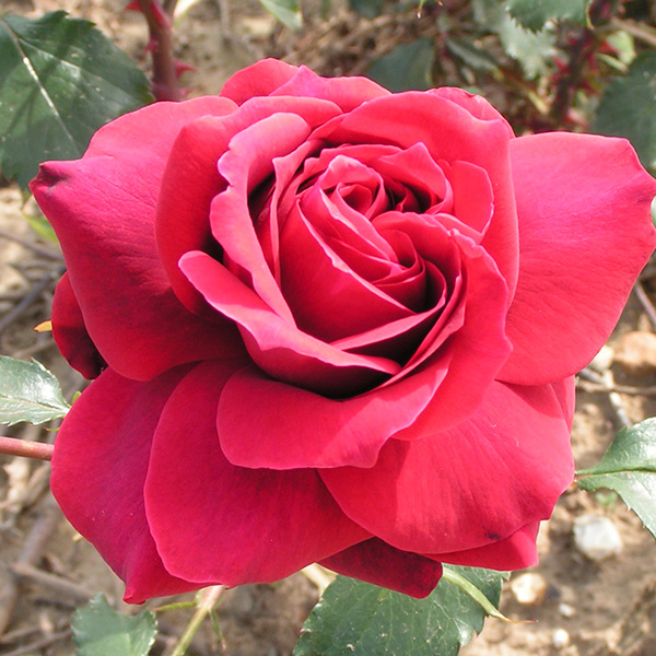 Roudlay - Red Shrub Rose
