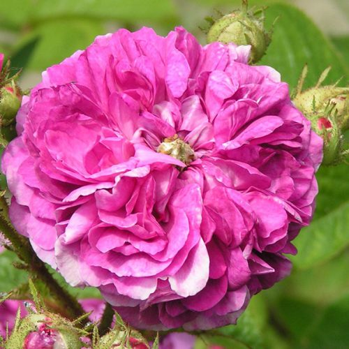 Russelliana - Rambling Rose