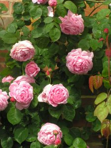 Constance Spry, a pink English rose.
