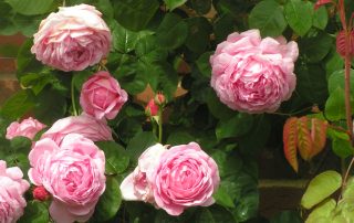 Constance Spry - Pink David Austin Rose