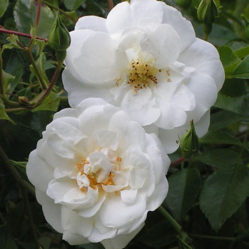 Sanders White Rambler - White Rambling Rose