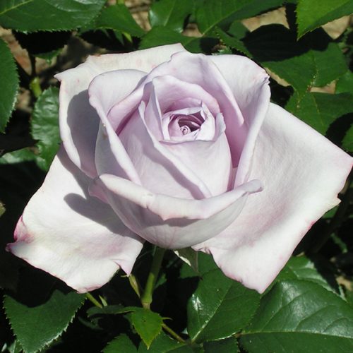 Sandra - Lilac Renaissance Rose