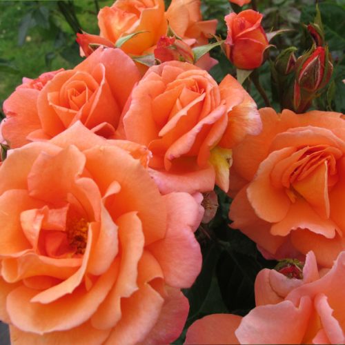 Scent From Heaven - Orange Climbing Rose