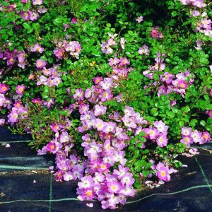 Scented Carpet - Purple Ground Cover Rose