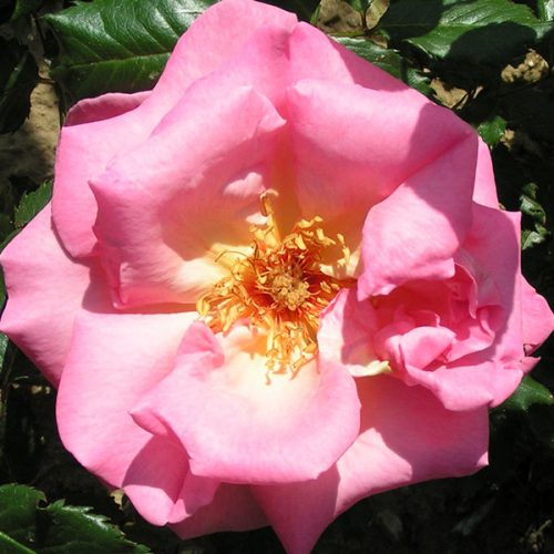 Shot Silk - Pink Climbing Rose