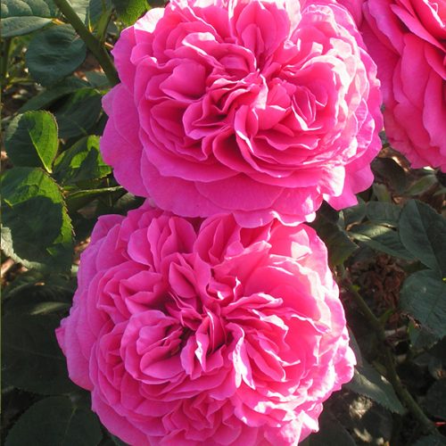 Simone - Trevor White Introduction - Shrub Rose