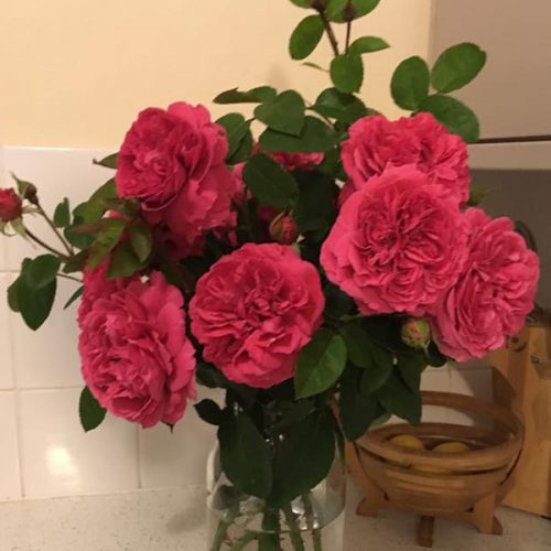 Simone - Pink Shrub Rose