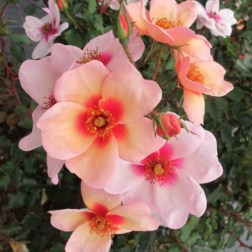 Apricot pink single blooms with central red blotch