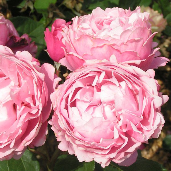 Soeur Emmanuel - Pink Delabard Rose