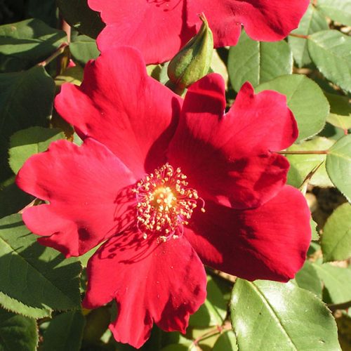 Solider Boy - Red Climbing Rose