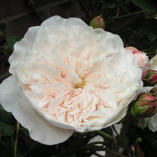 Sombreuil - White Climbing Rose