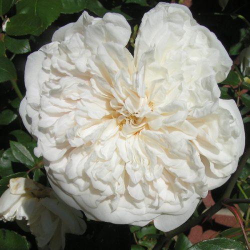 Sombreuil - White Climbing Rose