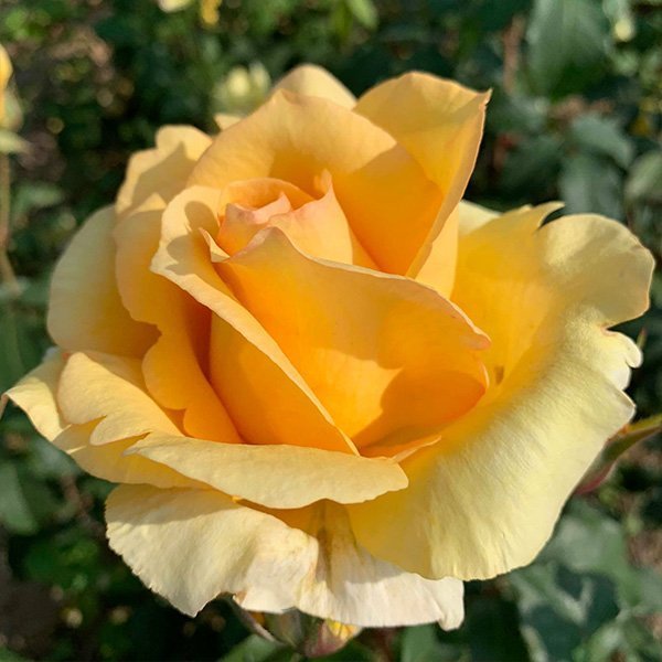 Sophia Rose is an elegant yellow Renaissance Rose.