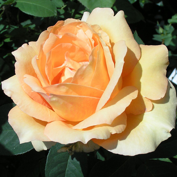 Sophia - Apricot Renaissance Rose
