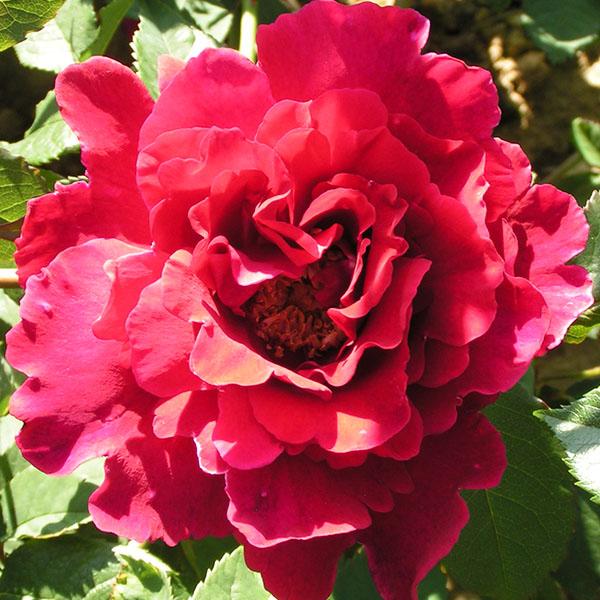 Souvenir de Claudius Denoyel - Red Climbing Rose