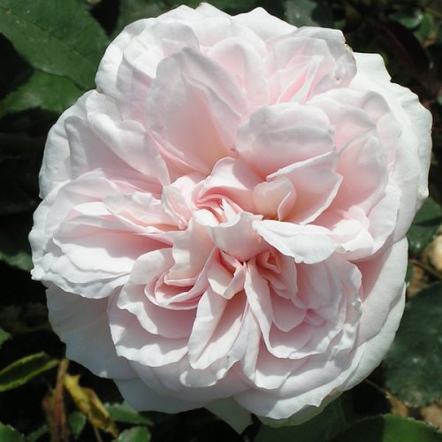 Souvenir de la Malmaison - Bourbon Rose