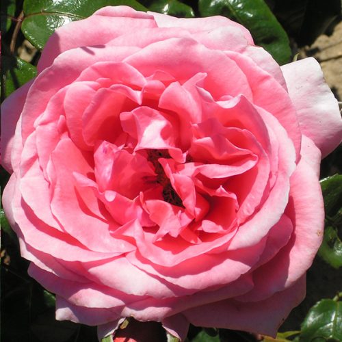 Special Anniversary - PinK Bush Rose
