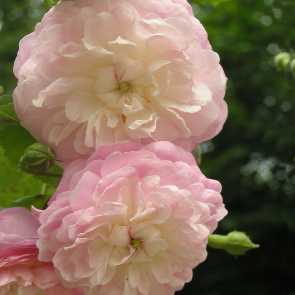 Spectabilis - Pink Rambling Rose