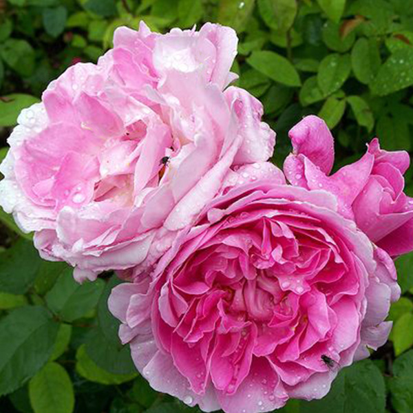 Spong - Pink Centifolia Rose