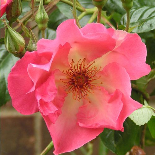 Summer Wine - Climbing Rose