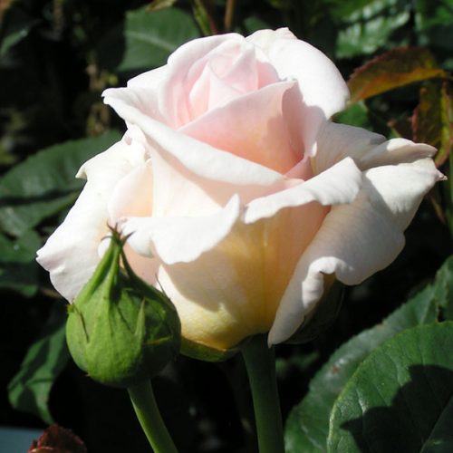 Swan Lake - Pink Climbing Rose