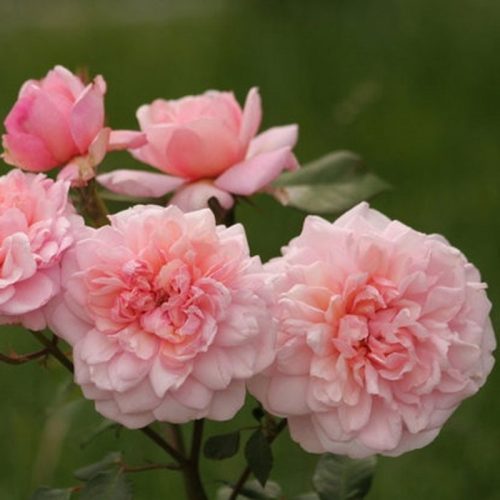 Irene Watts - Pink Tea Rose