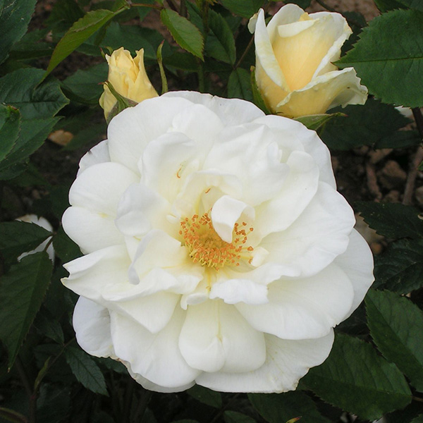 Tall Story - White Shrub Rose