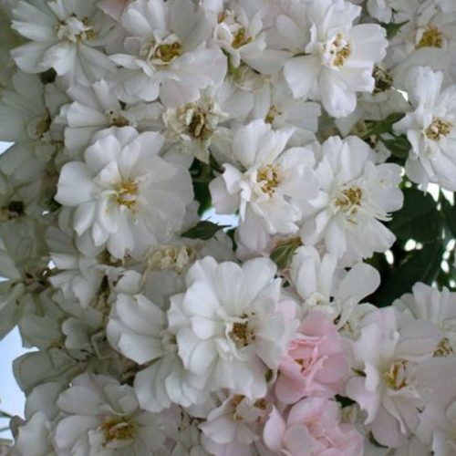 The Garland - White Rambling Rose