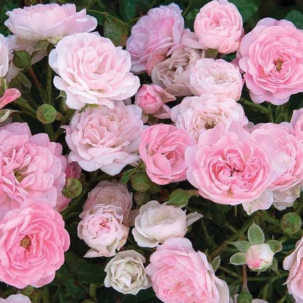 The Fairy is a pink double flowered shrub rose.