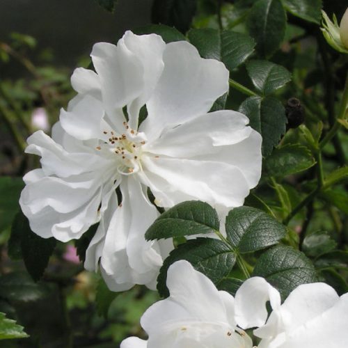 Tom Marshall - White Rambling Rose