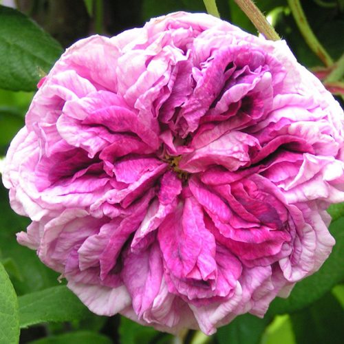 Tour de Malakoff - Pink Centifolia Rose