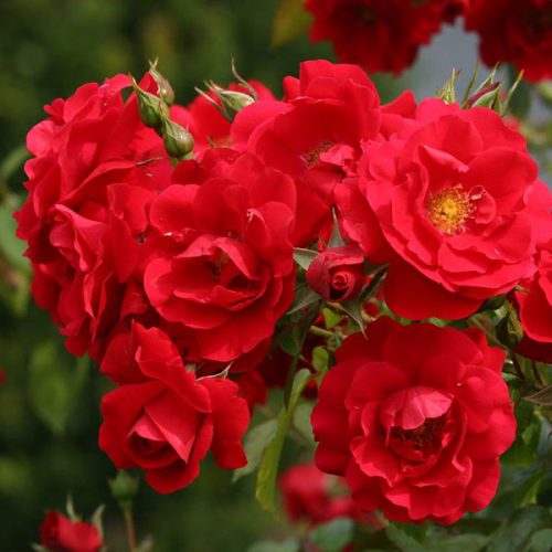 Tradition - Red Climbing Rose