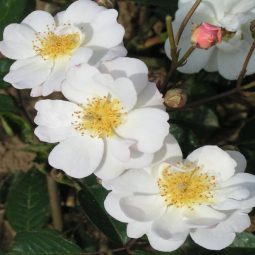 Trier - White Rambling Rose