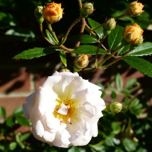 White Rambling Rose Ghilsaine de Feligonde