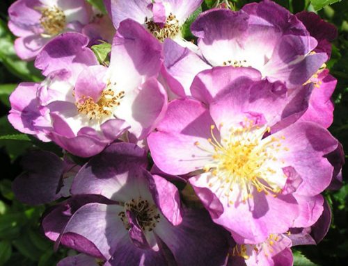 Blue Roses