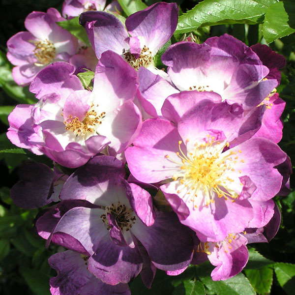 Veilchenblau - Purple Rambling Rose