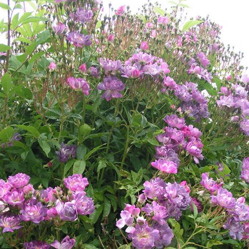 Veilchenblau - Purple Rambling Rose