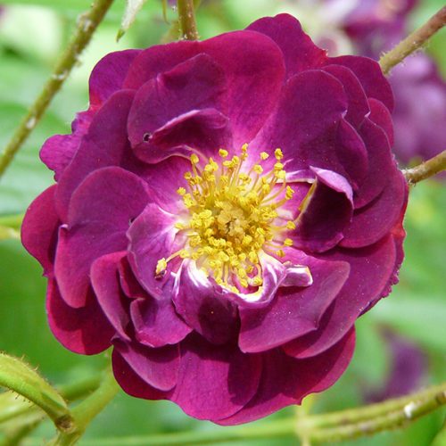 Violette - a purple rambling rose.