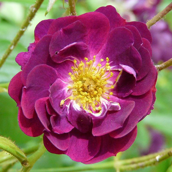 Violette - a purple rambling rose.