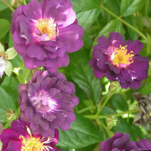 Violette - Purple Rambling Rose