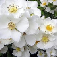 Wedding Day a white Rambling Rose