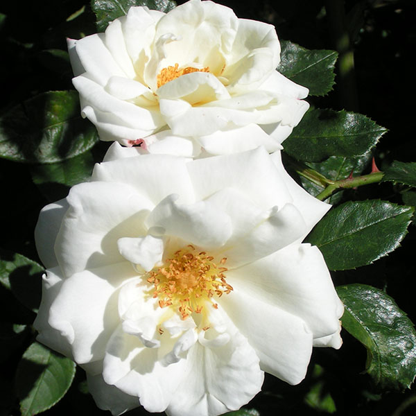 White Cockade - White Climbing Rose