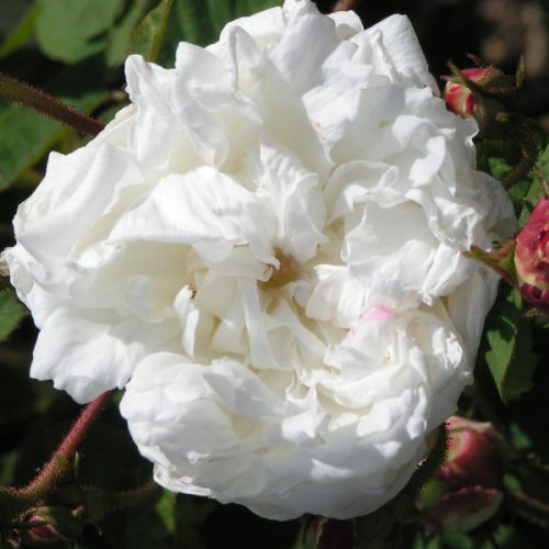 White Provence a.k.a Unique Blanche. - Centifolia Rose